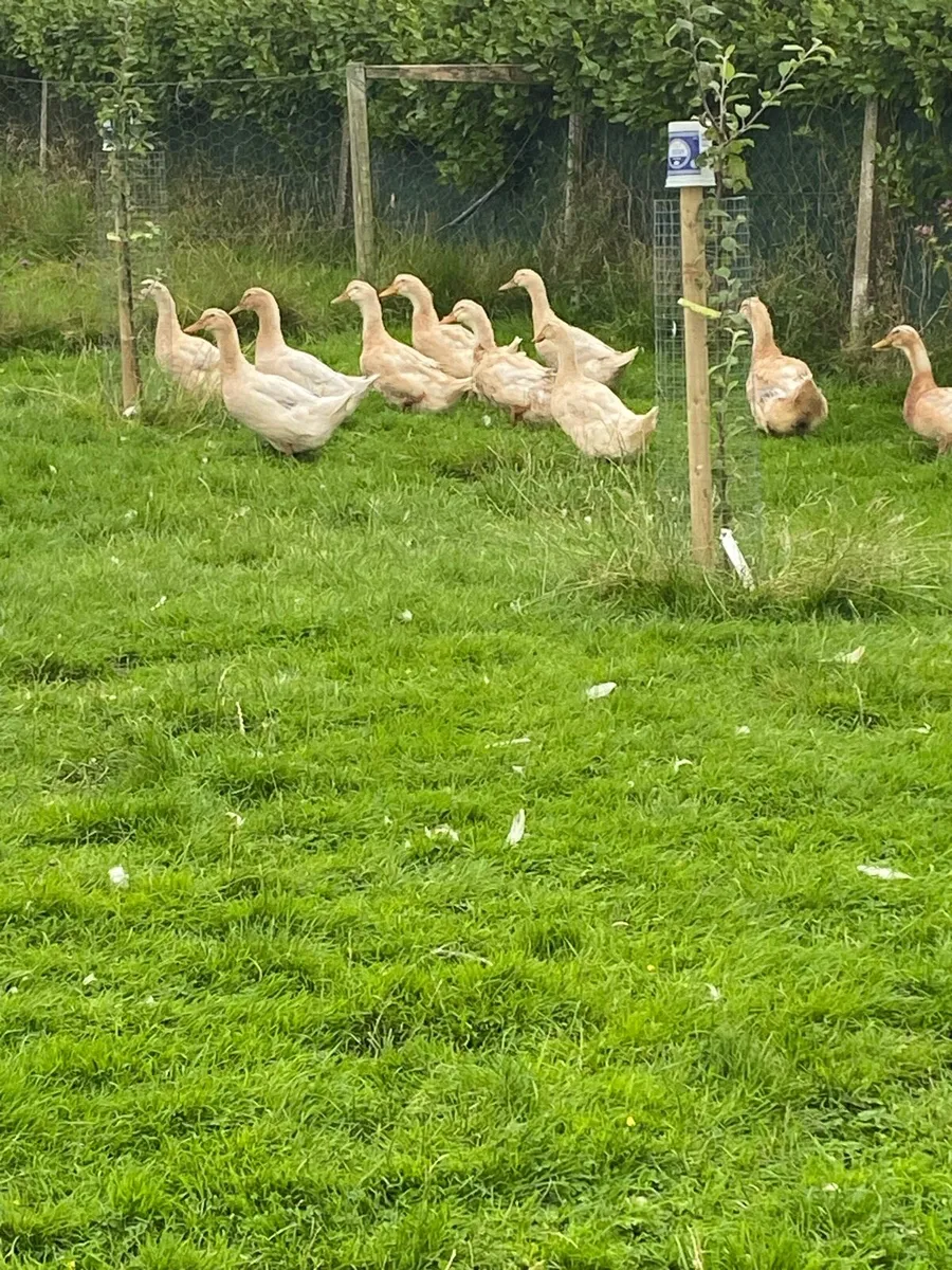 Saxony ducks - Image 2