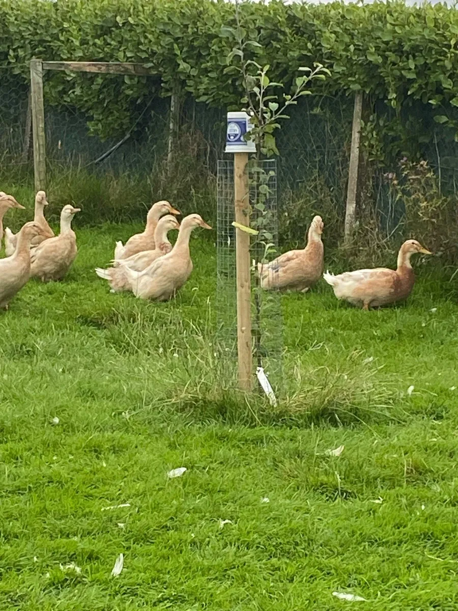 Saxony ducks - Image 4