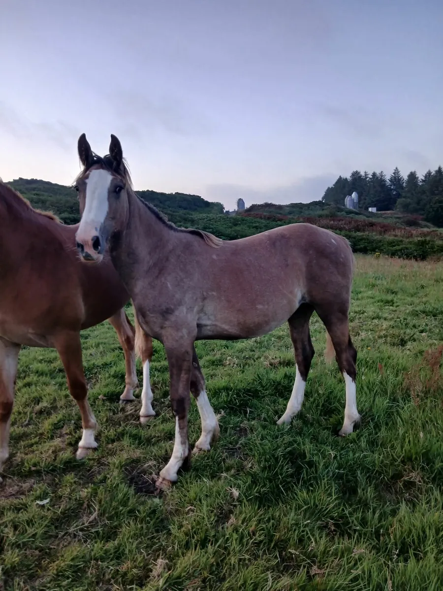 Yearling irish draught gelding - Image 1