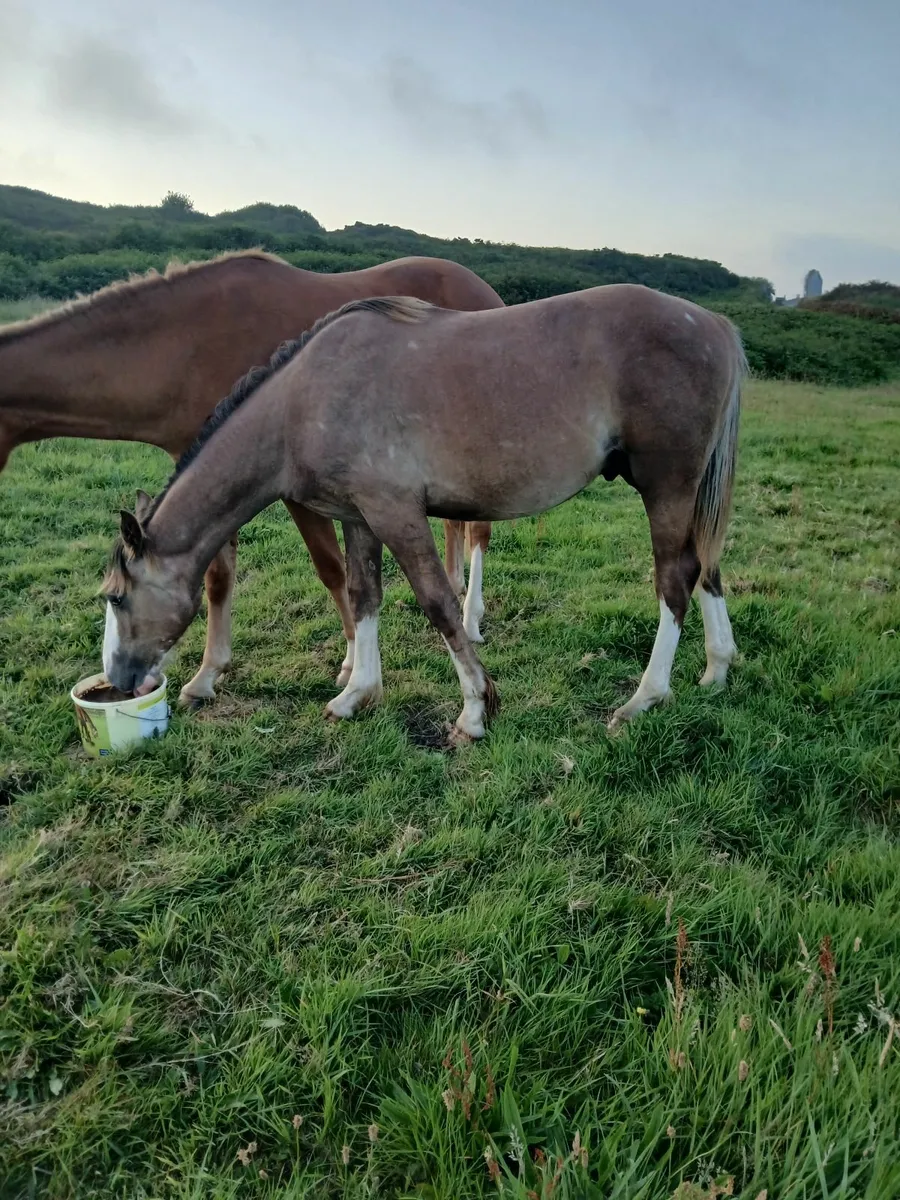 Yearling irish draught gelding - Image 2