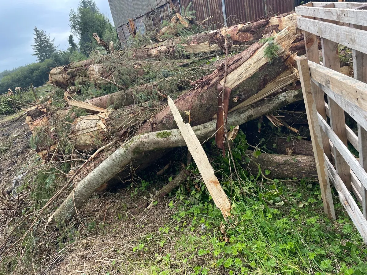 Firewood Lengths - Image 3