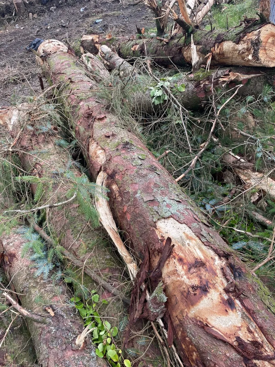 Firewood Lengths - Image 2