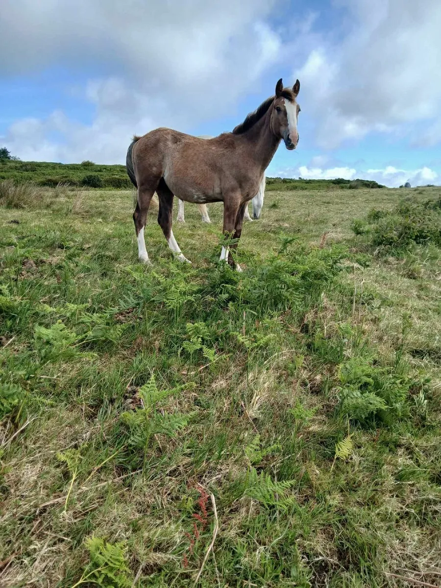 Yearling irish draught gelding - Image 4
