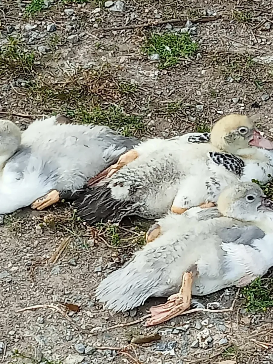 Ducks - Image 1