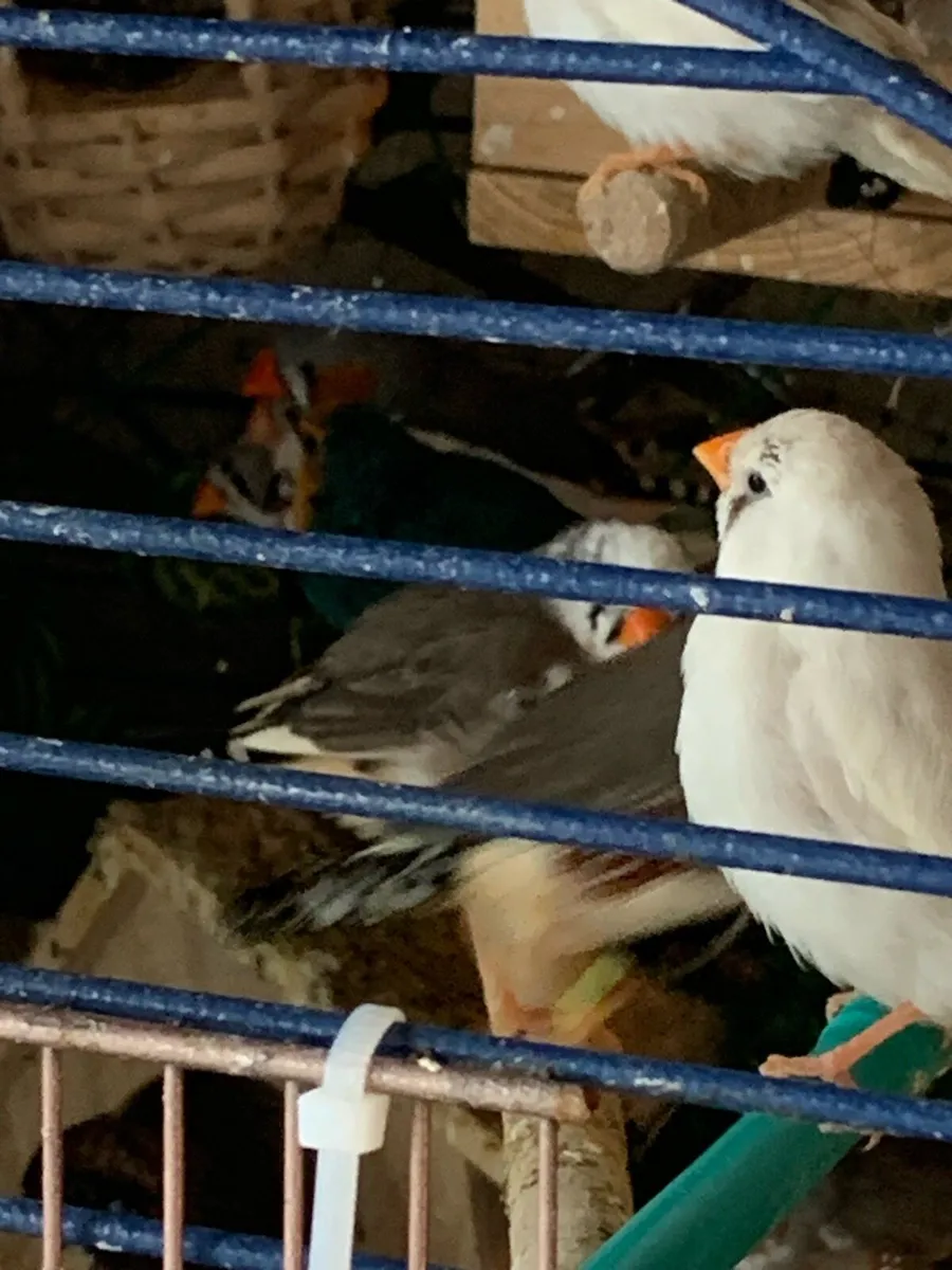 Finches for sale - Image 4