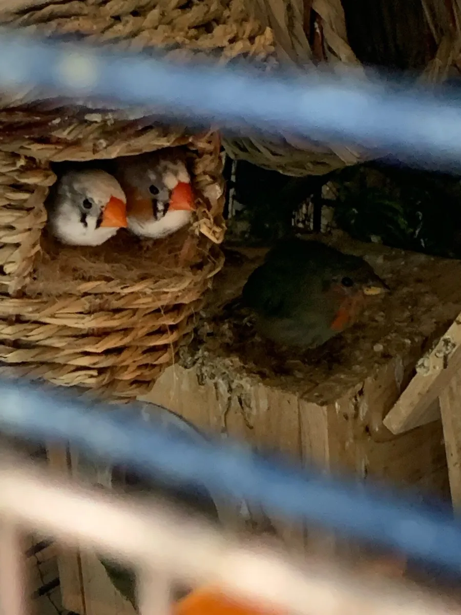 Zebra Finches for sale - Image 4