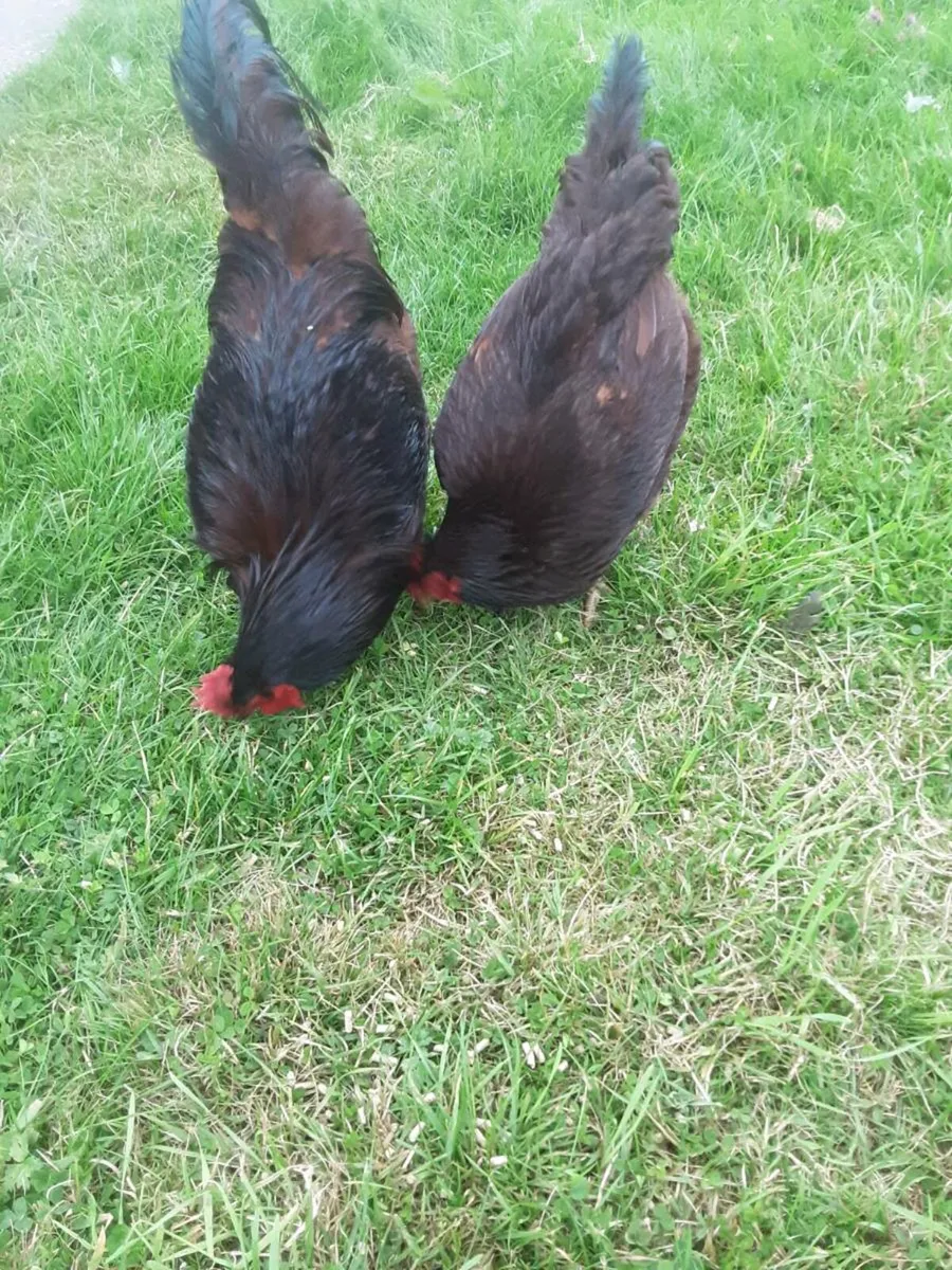 Poultry - Image 1
