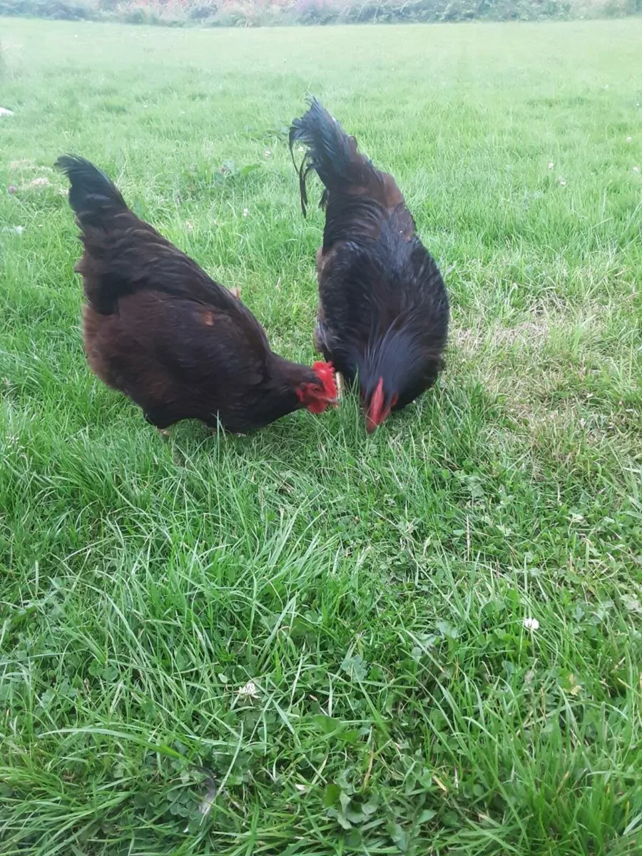 Poultry - Image 2