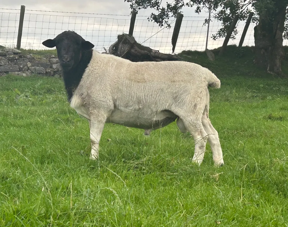 Black headed Dorper shearling ram - Image 1