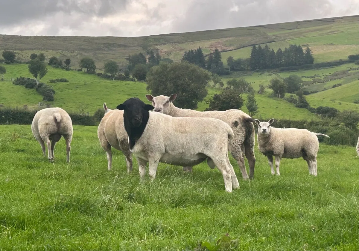 Black headed Dorper shearling ram - Image 2
