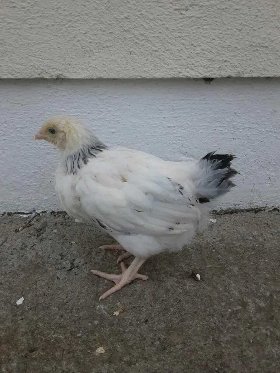 Poultry - Image 3