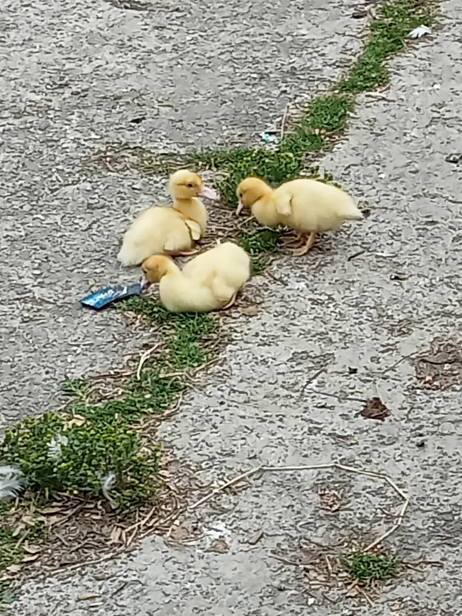 Ducks - Image 4