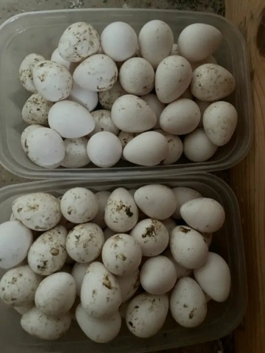 Bobwhite Quail and eggs for sale - Image 1