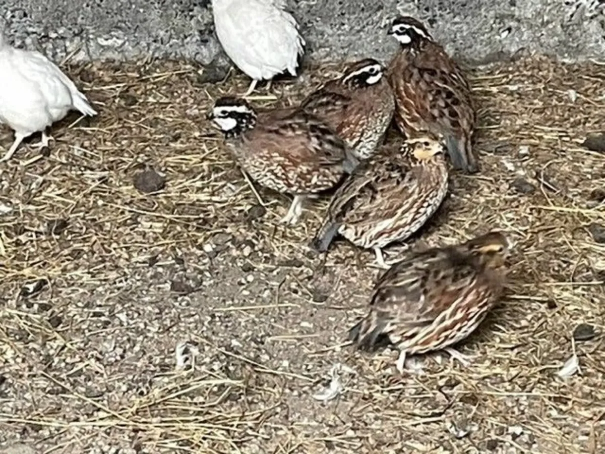 Bobwhite Quail and eggs for sale - Image 2