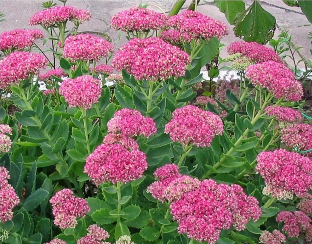 Plants for sale - Image 1