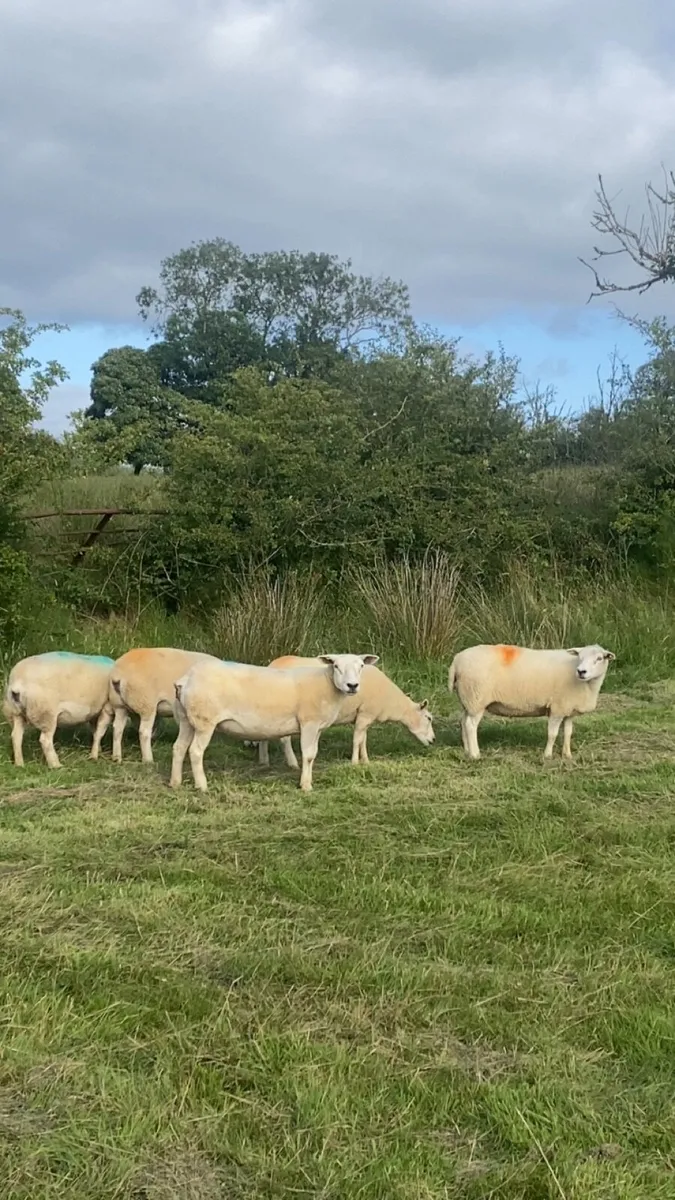 6 tipped ewes - Image 2