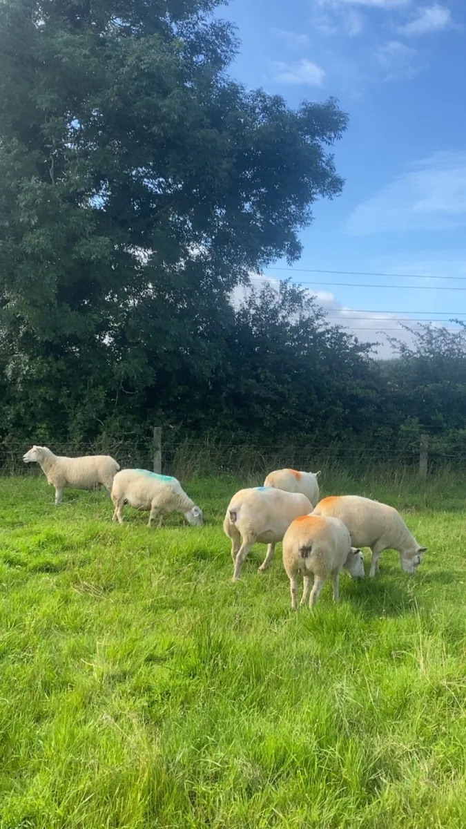 6 tipped ewes - Image 1
