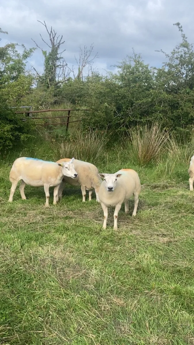 6 tipped ewes - Image 3