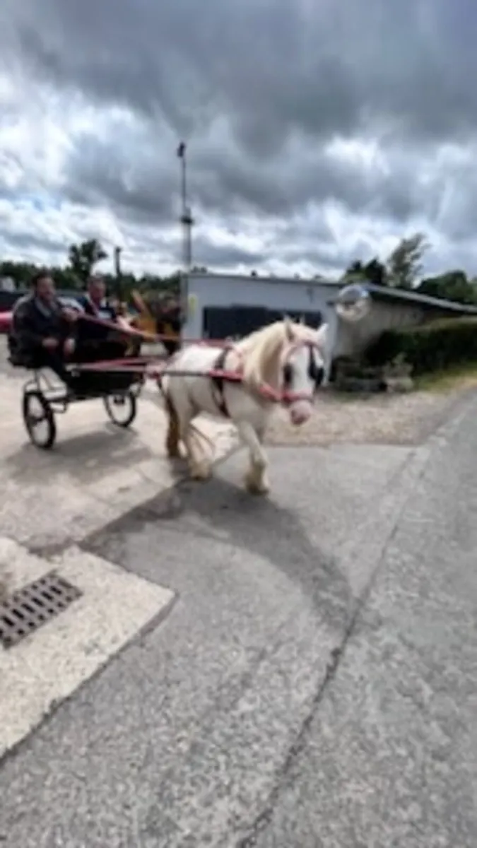 Driving pony with harness and road car - Image 2