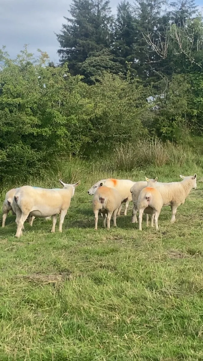 6 tipped ewes - Image 4