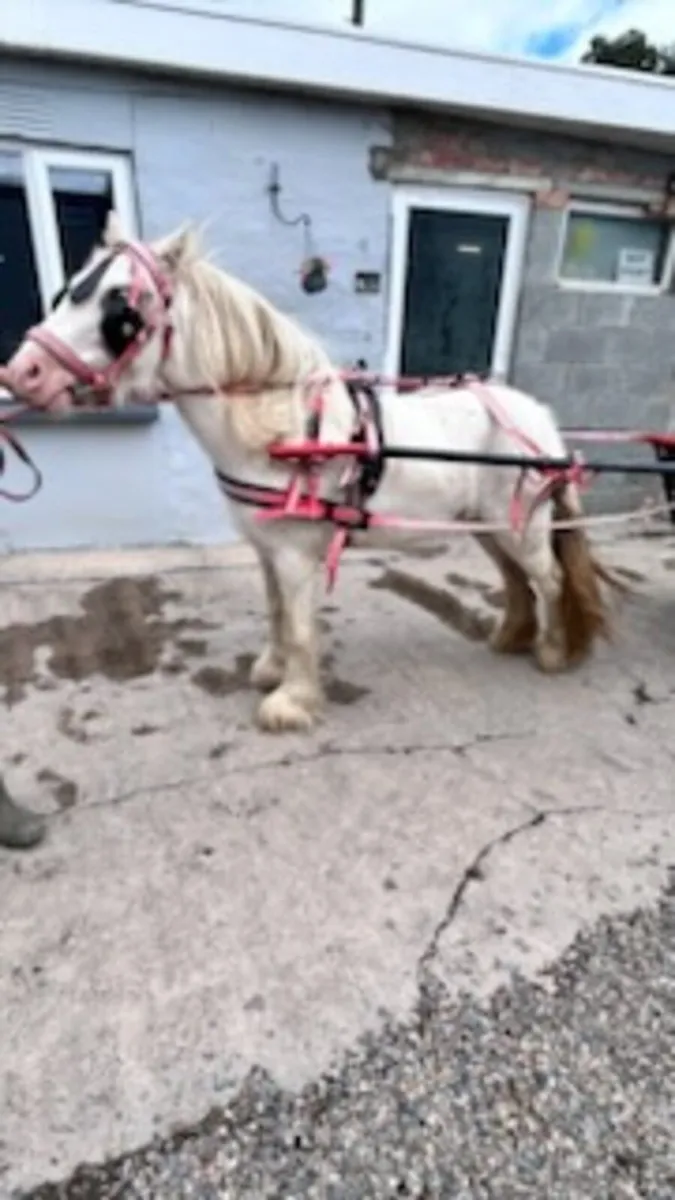 Driving pony with harness and road car - Image 4