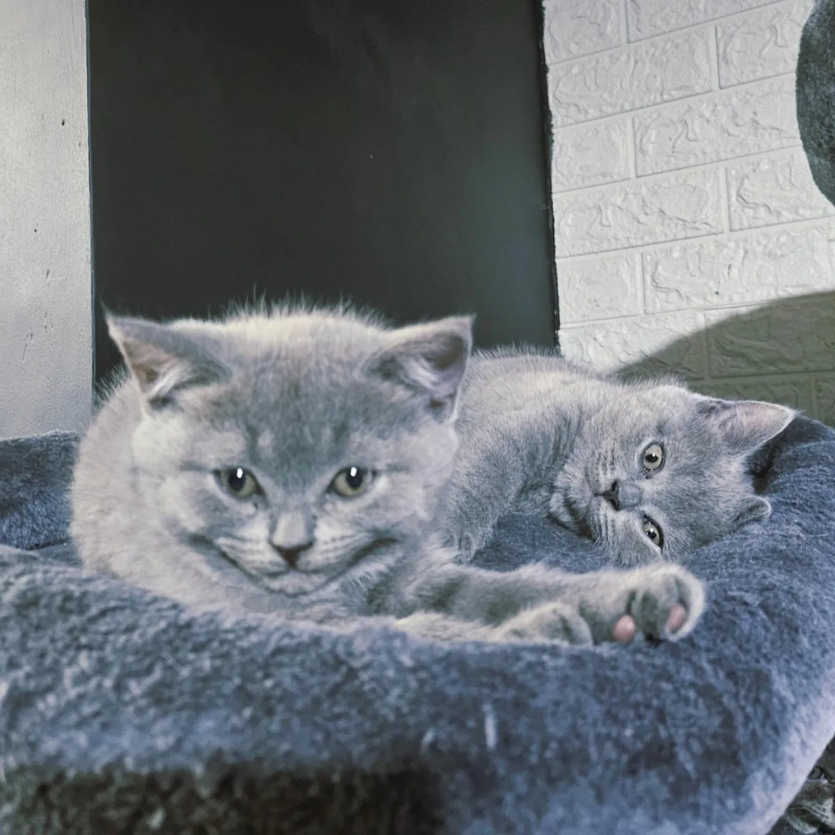 British shorthair kittens - Image 2