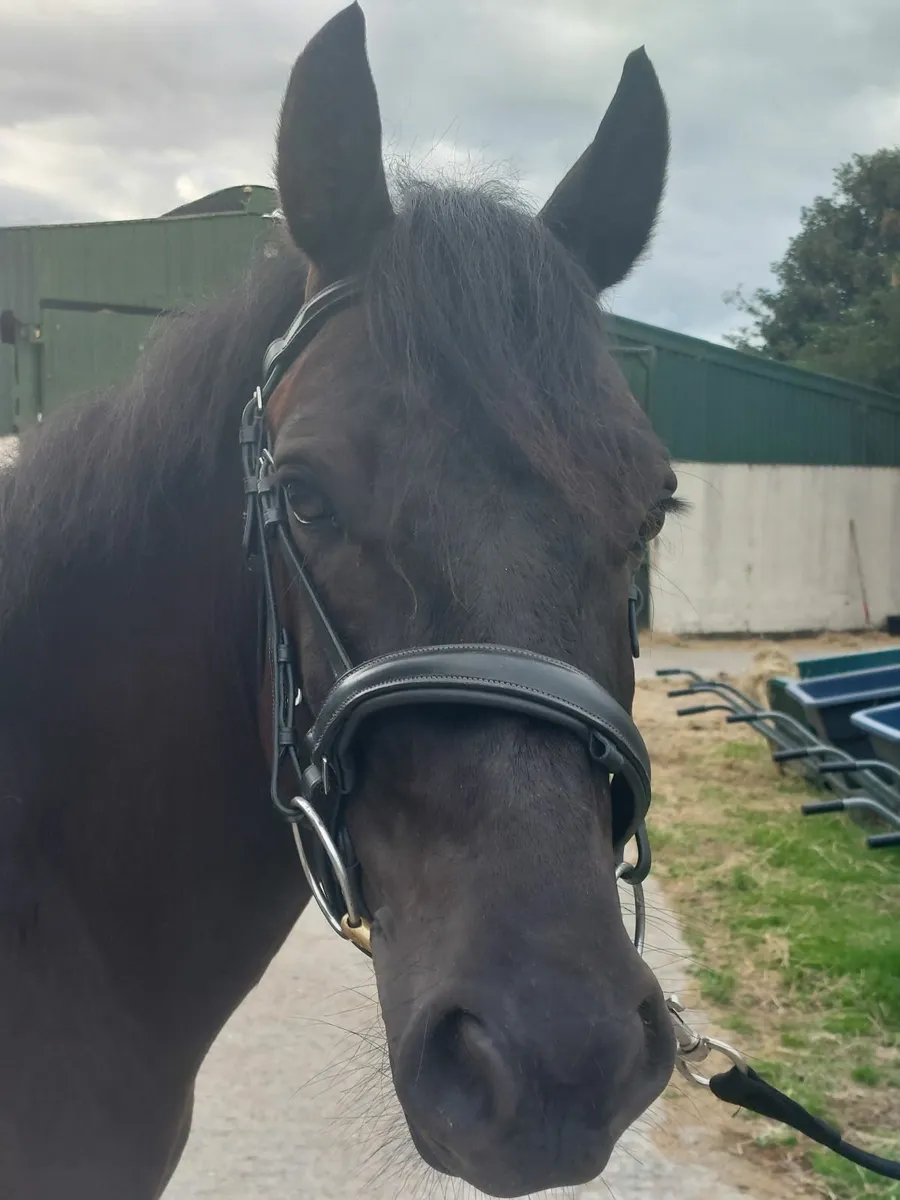 Connemara cross 14hh gelding - Image 2