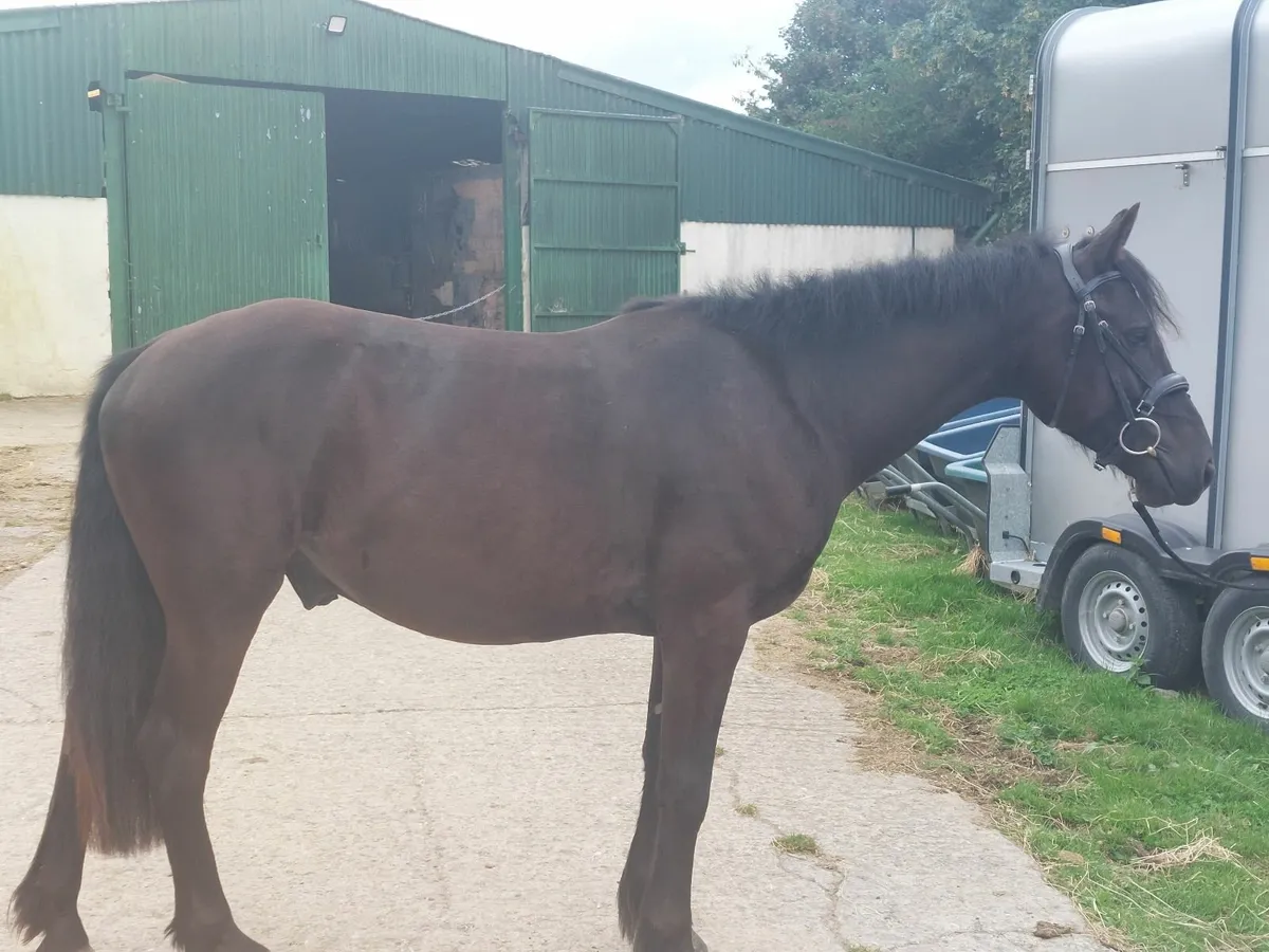 Connemara cross 14hh gelding - Image 1