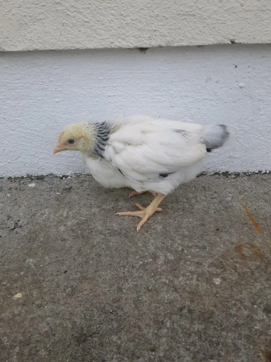 Poultry - Image 4