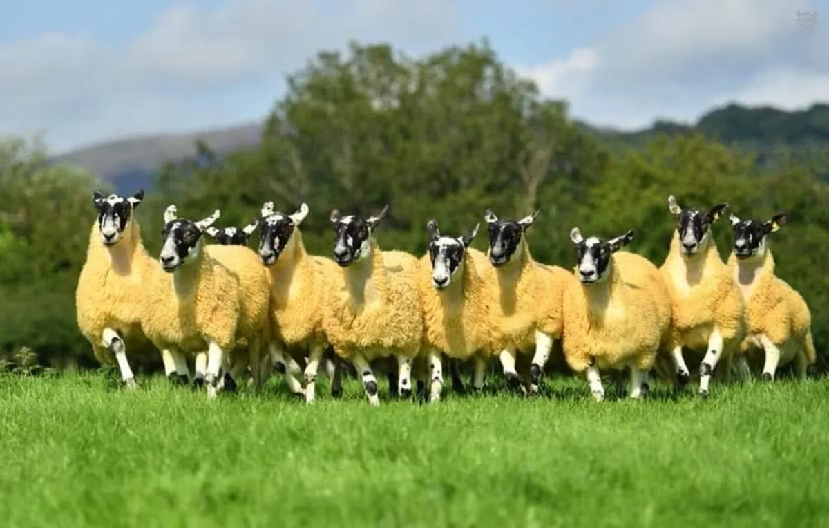 Mule Hoggets - Image 1