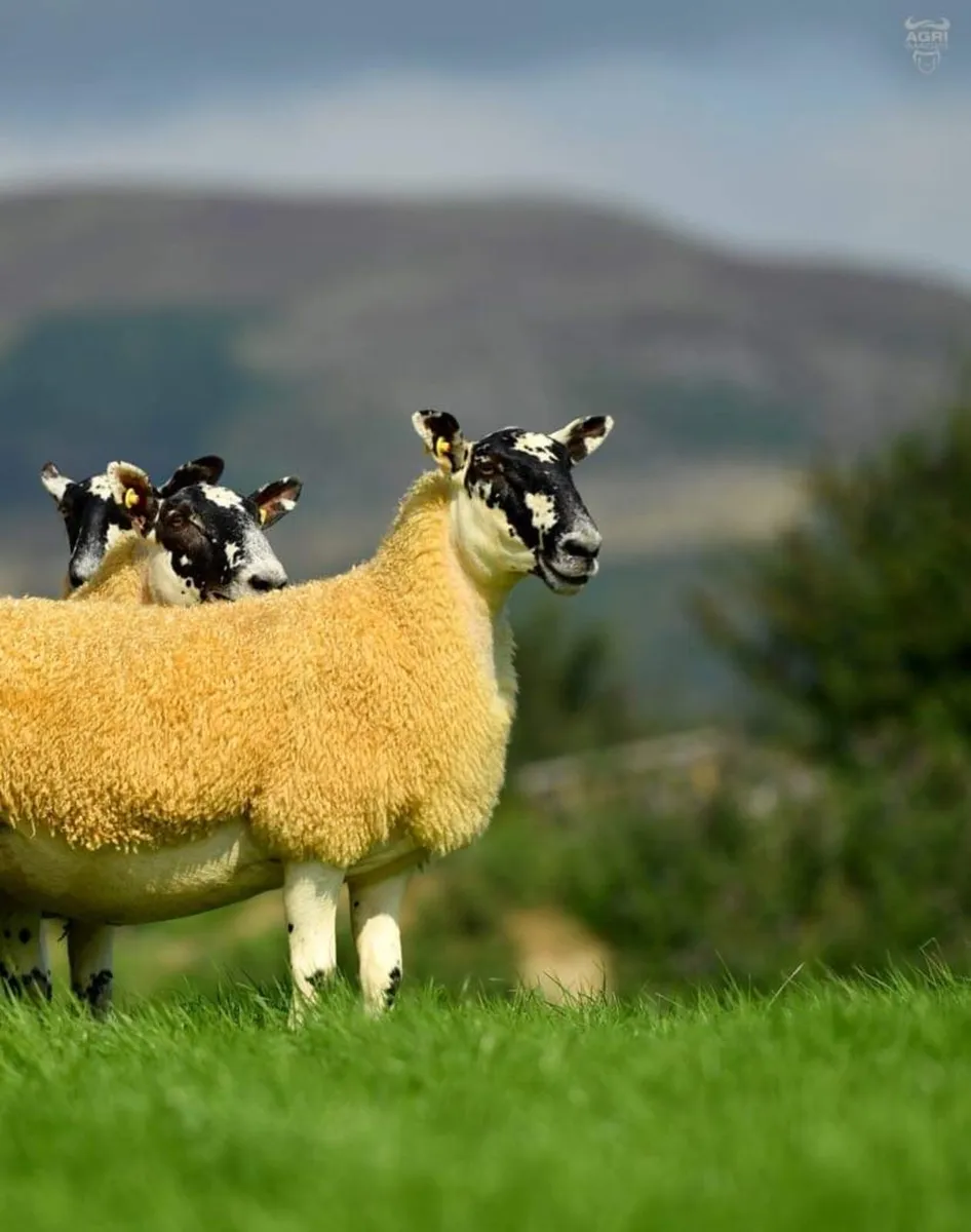 Mule Hoggets - Image 2