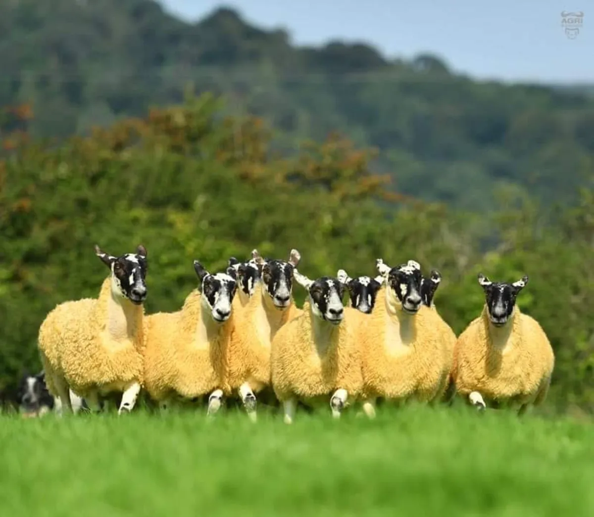 Mule Hoggets - Image 3