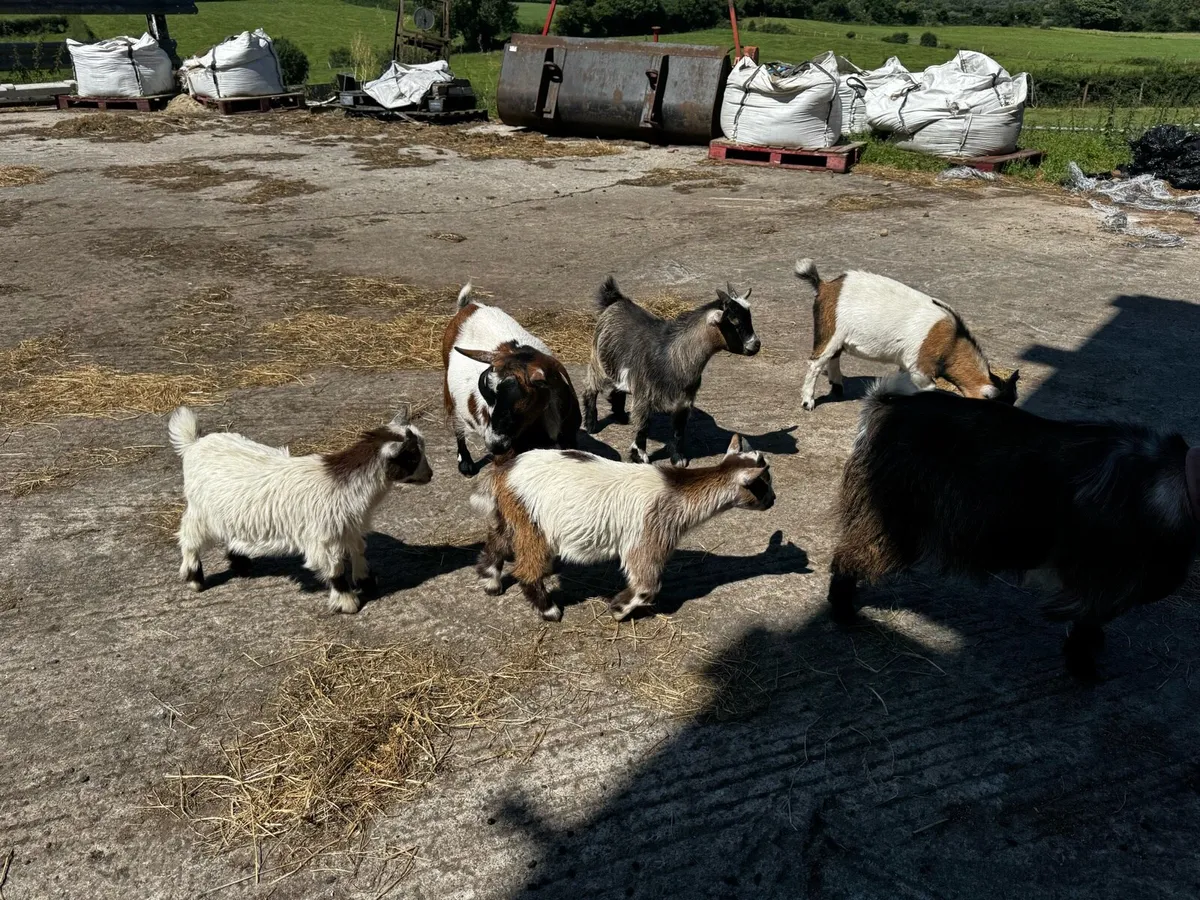 Pygmy goat kids - Image 2