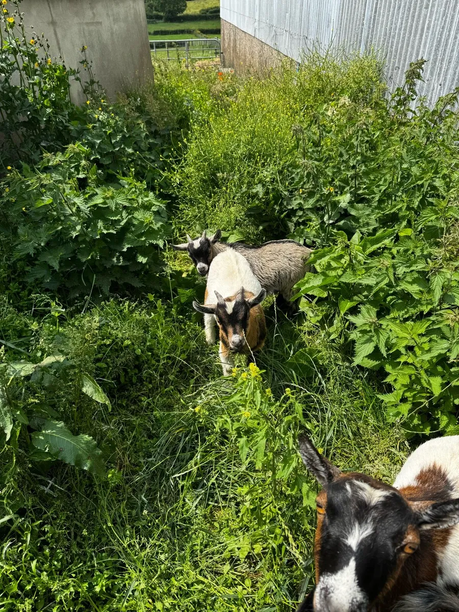Pygmy goat kids - Image 1