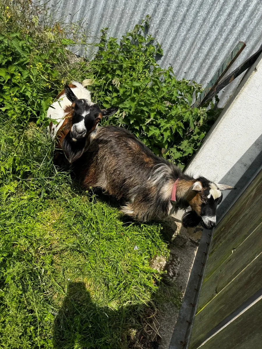 Pygmy goat kids - Image 3