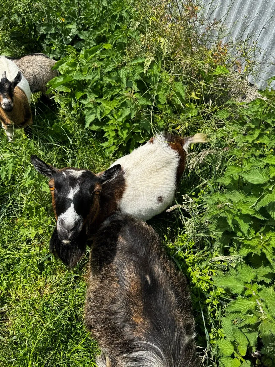 Pygmy goat kids - Image 4
