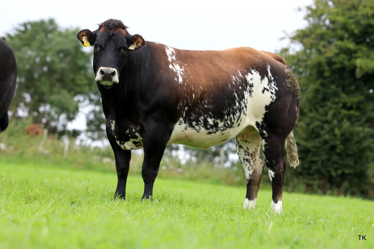 Super springer sale - Image 1