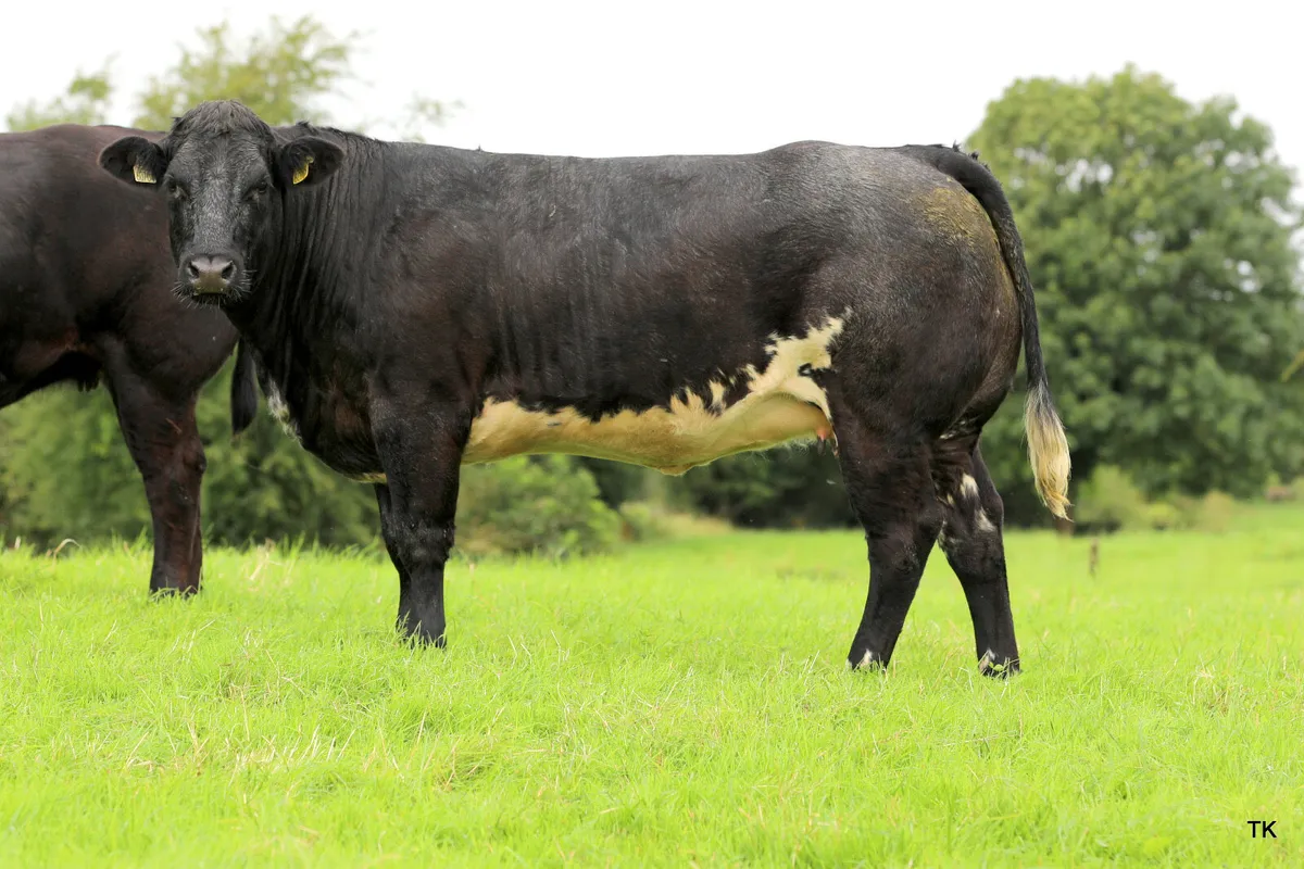 Super springer sale - Image 3