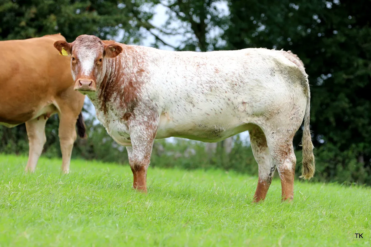 Super springer sale - Image 4