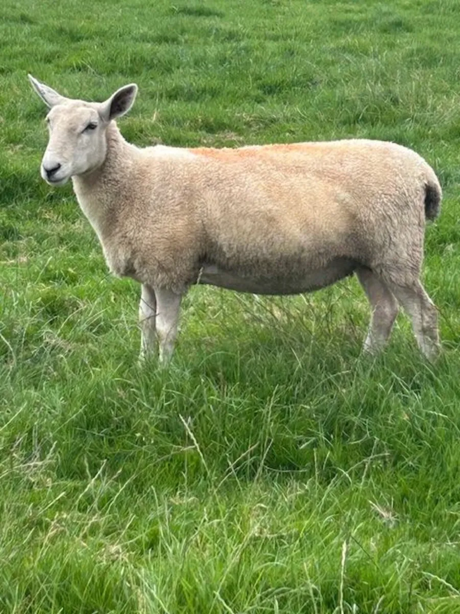 Hoggets with lambs for Sale - Image 1