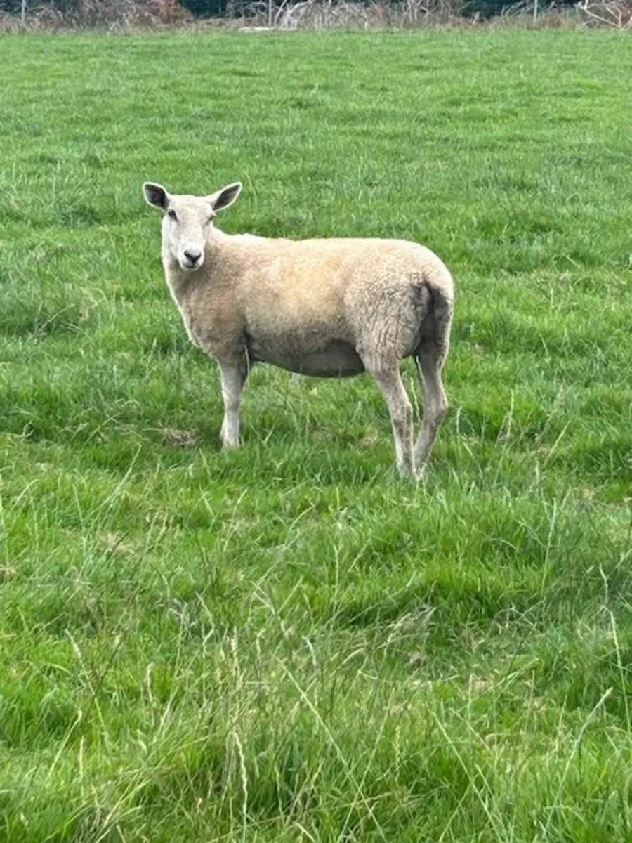 Hoggets with lambs for Sale - Image 3