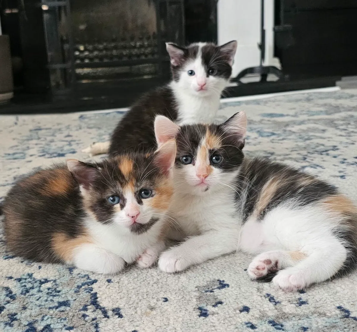 Kittens