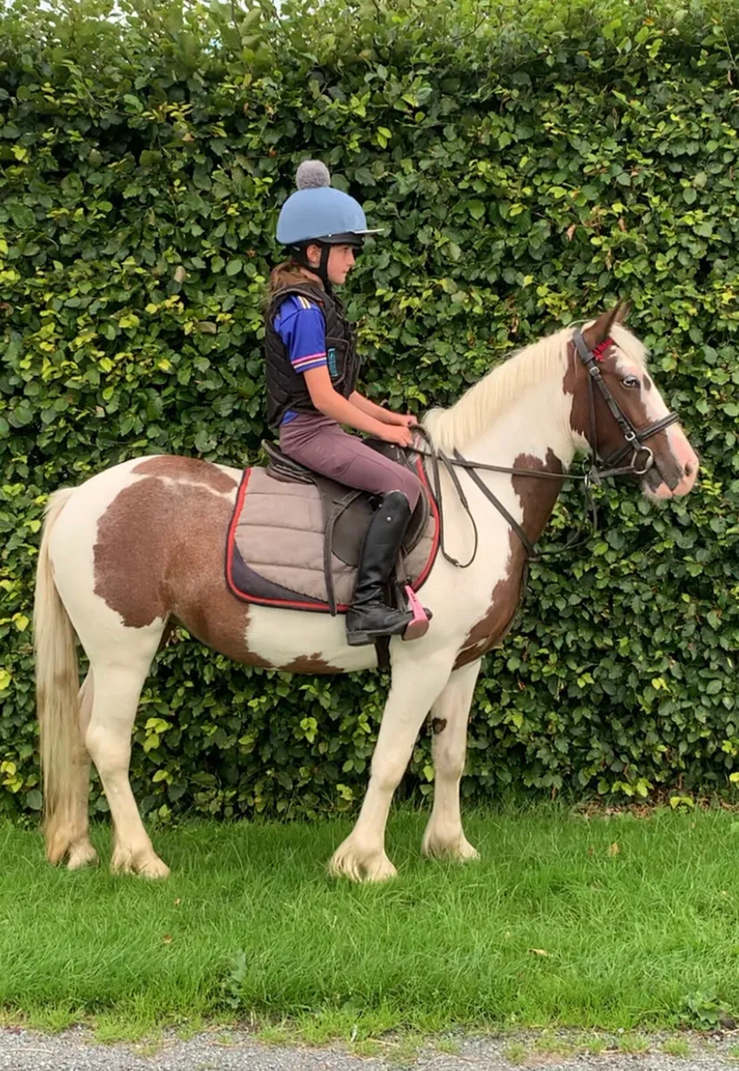 Filly - Image 1