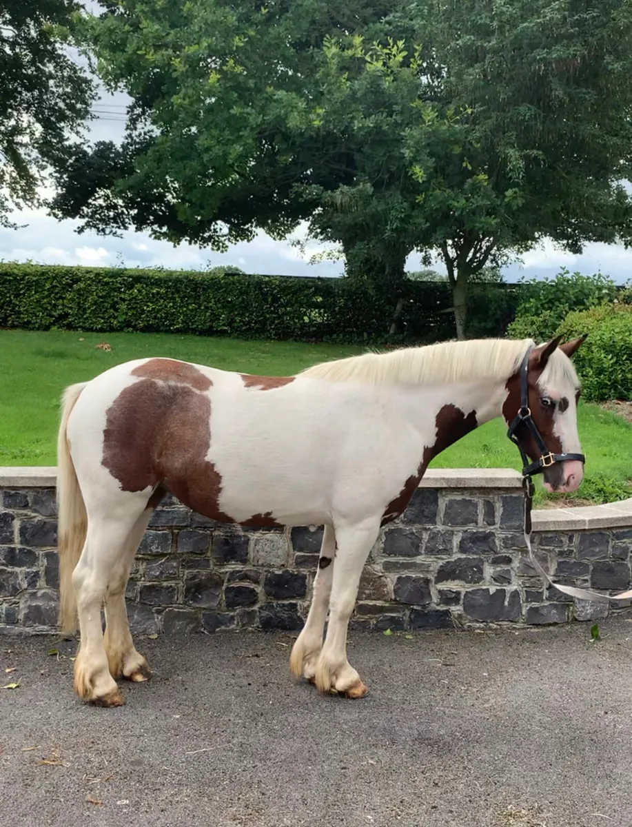 Filly - Image 2