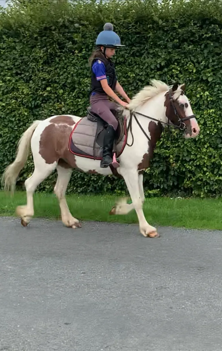 Filly - Image 3