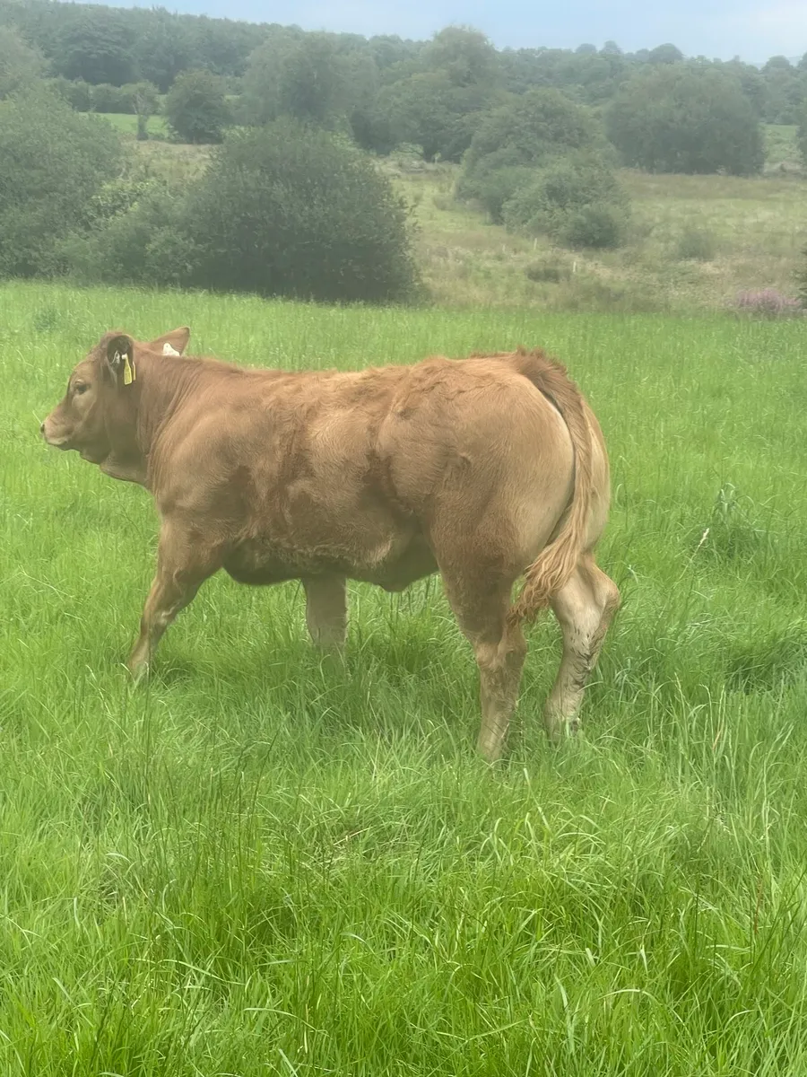 Calves /runners - Image 1