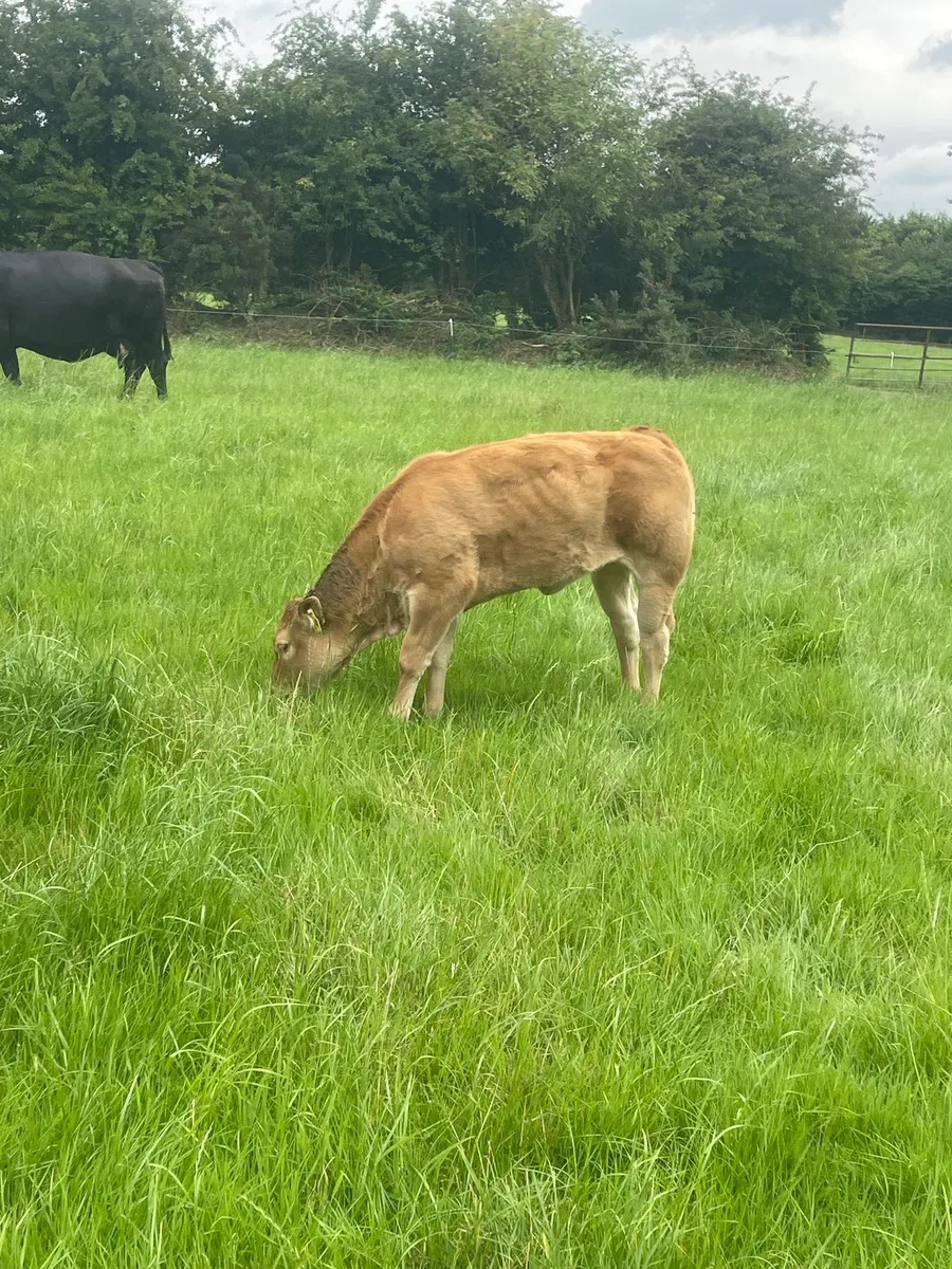 Calves /runners - Image 2