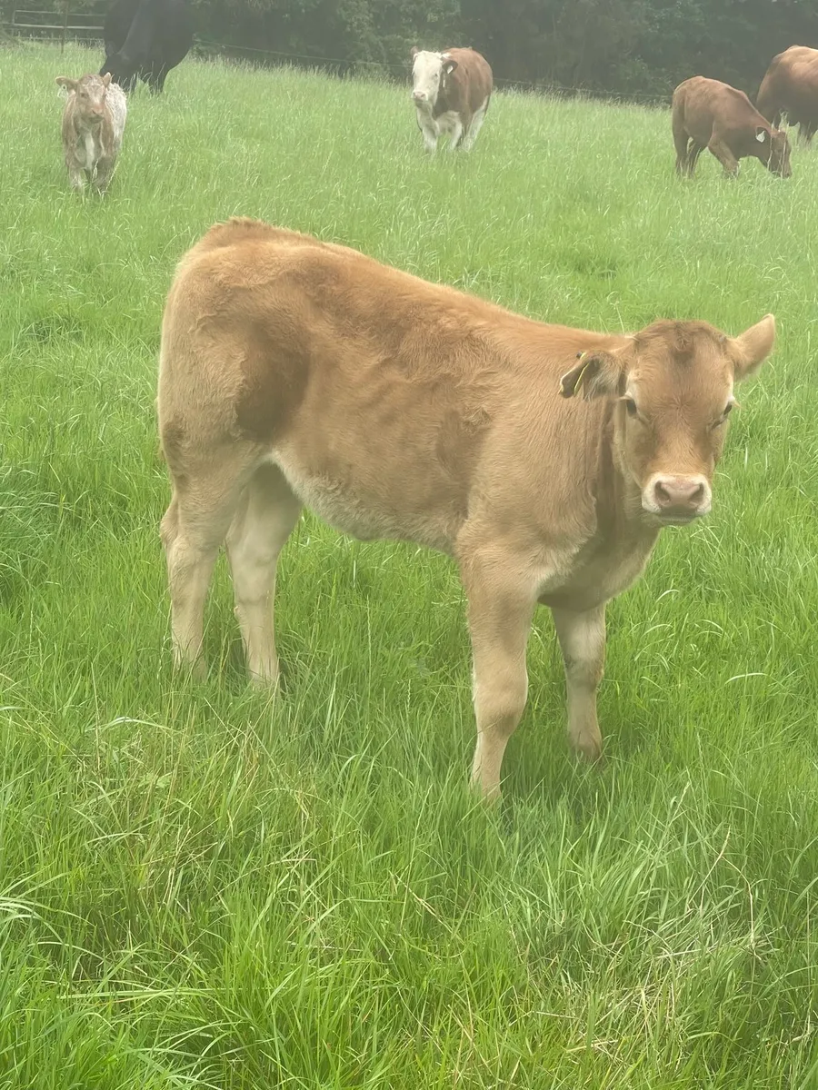 Calves /runners - Image 3