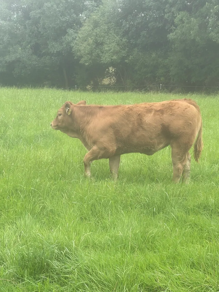 Calves /runners - Image 4