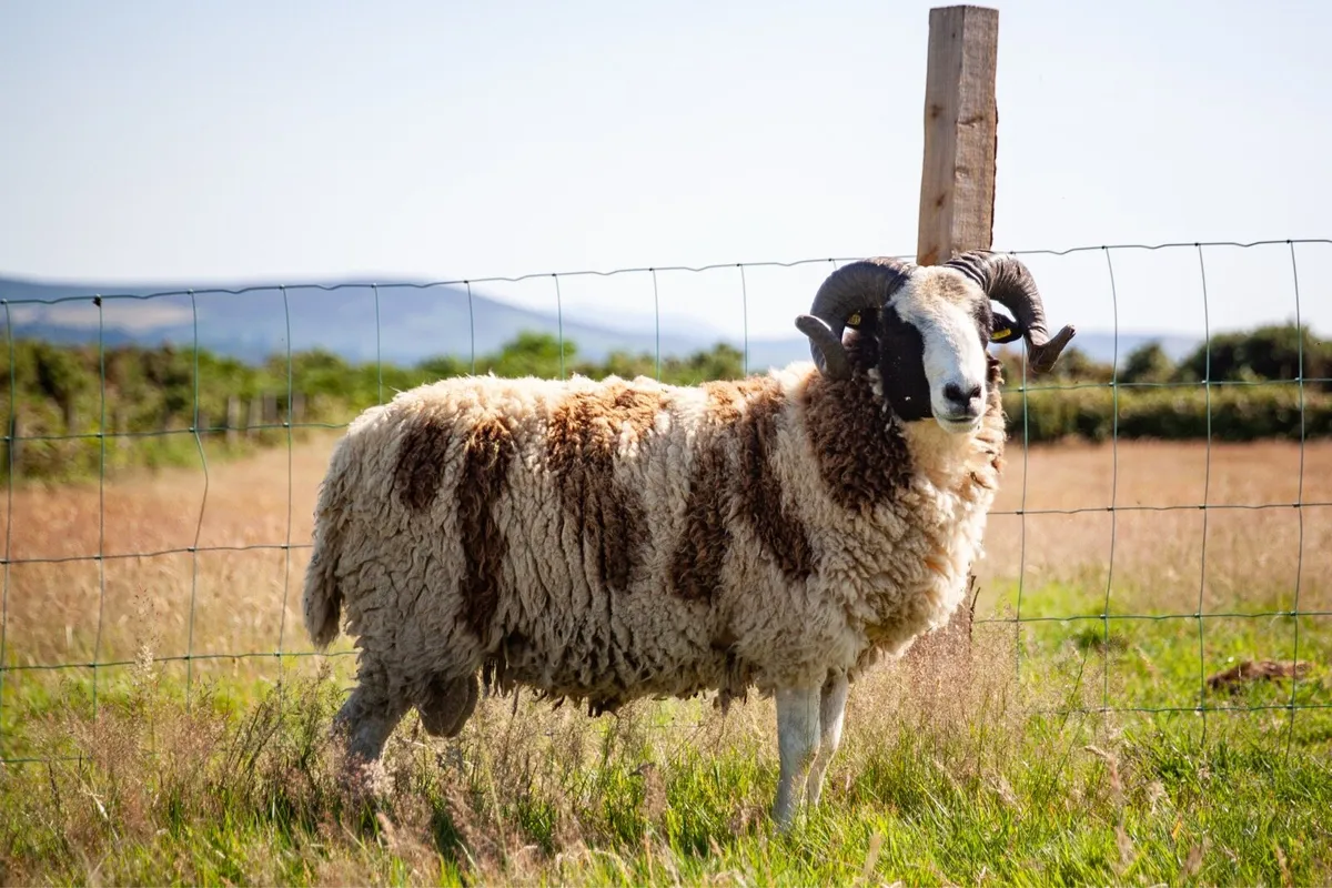 Jacob Hogget & Ram Lambs - Image 1